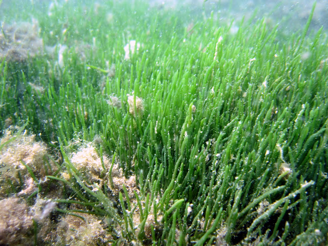 Caulerpa sp. [cf noodle seagrass (Syringodium isoetifolium)]